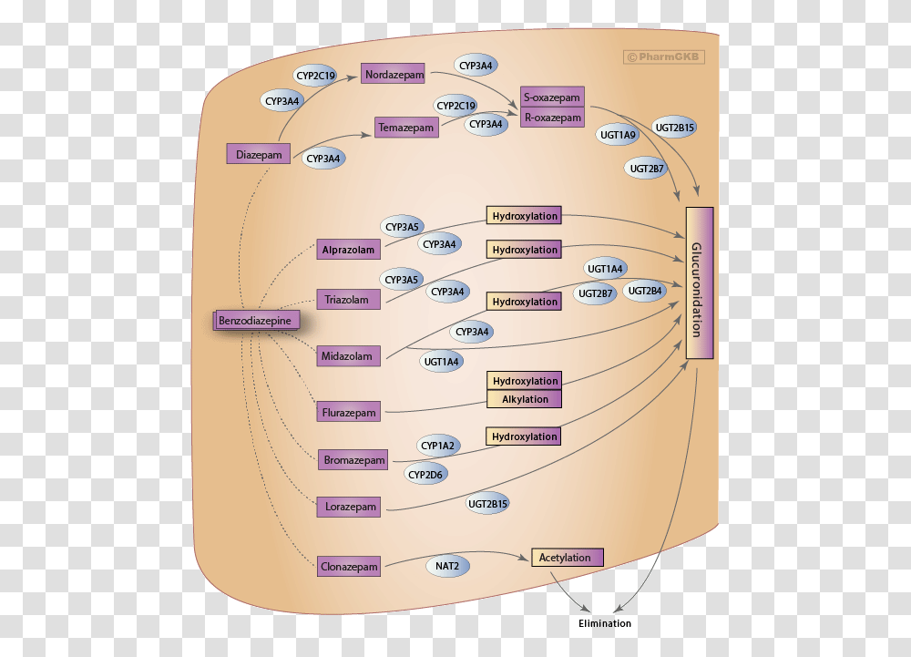 Benzodiazepine Metabolism Chart, Plot, Diagram, Label Transparent Png