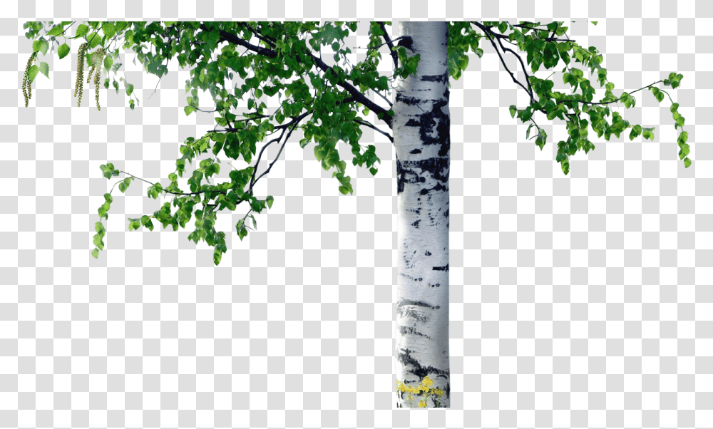 Bereza, Tree, Plant, Tree Trunk, Birch Transparent Png