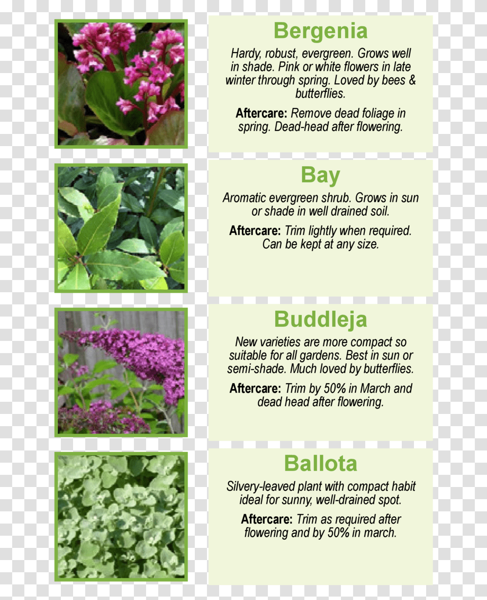 Bergenia Hardy Rebost Evergreen Verbena, Plant, Collage, Poster, Advertisement Transparent Png