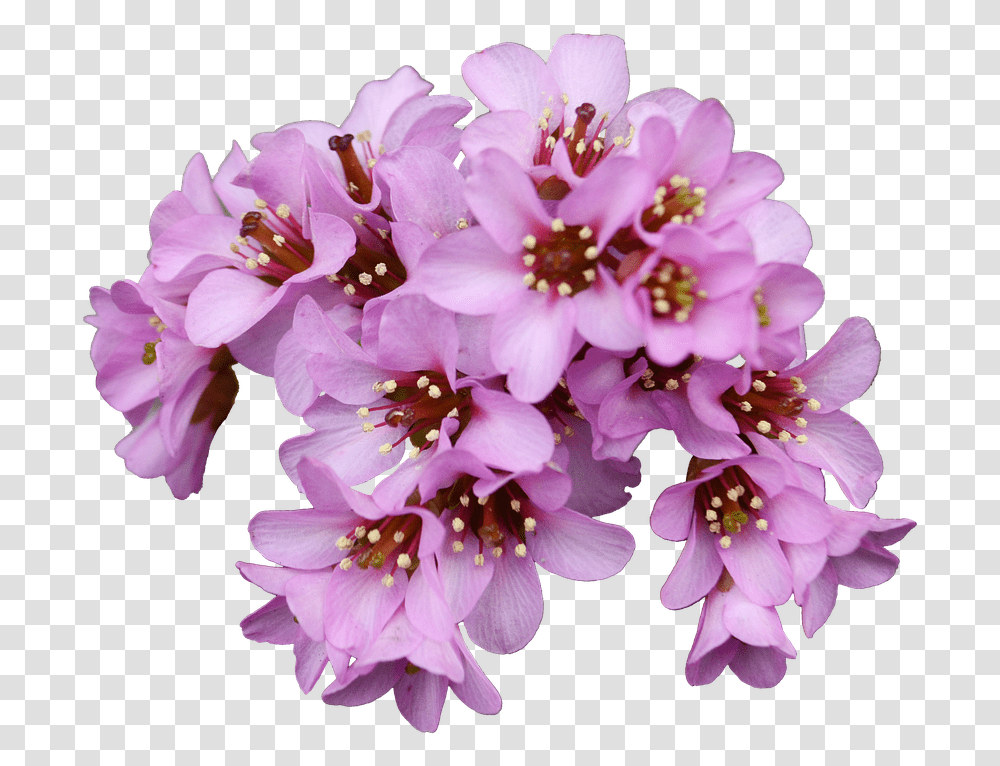 Bergenia, Plant, Flower, Blossom, Geranium Transparent Png