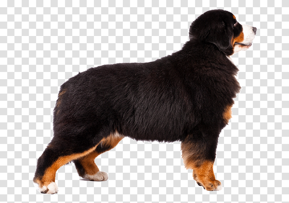Bernese Mountain Dog Alaskan Malamute Greater Swiss, Animal, Pet, Canine, Mammal Transparent Png