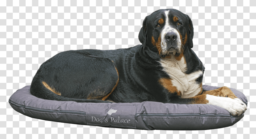 Bernese Mountain Dog Lying On Dog Bed Camas Para Perros, Pet, Canine, Animal, Mammal Transparent Png