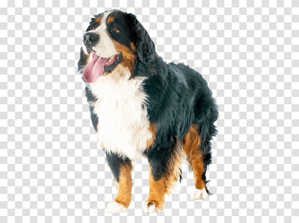 Bernese Mountain Dog, Pet, Canine, Animal, Mammal Transparent Png