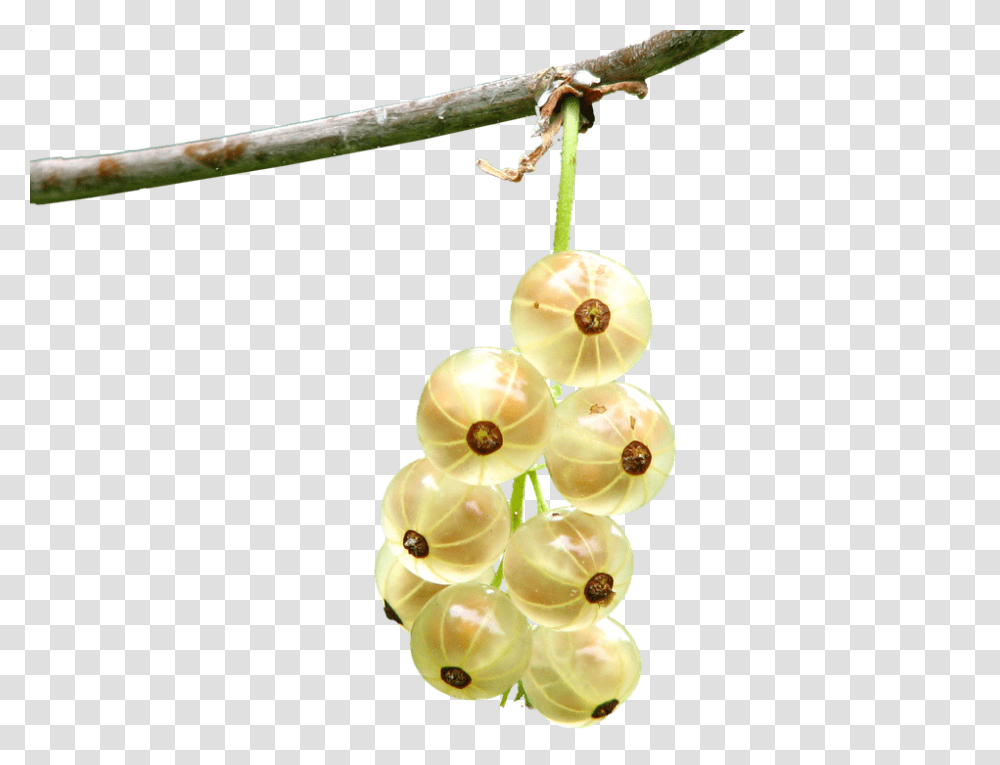 Berries 960, Fruit, Plant, Flower, Petal Transparent Png