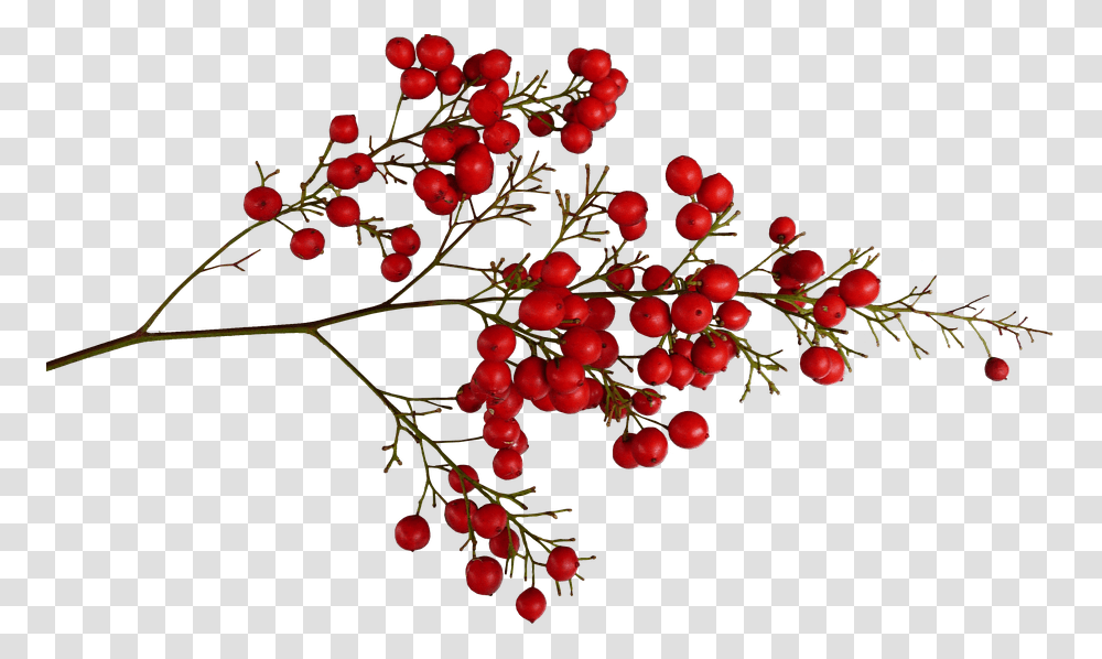 Berries And Fruits Red Berries, Plant, Food, Cherry Transparent Png