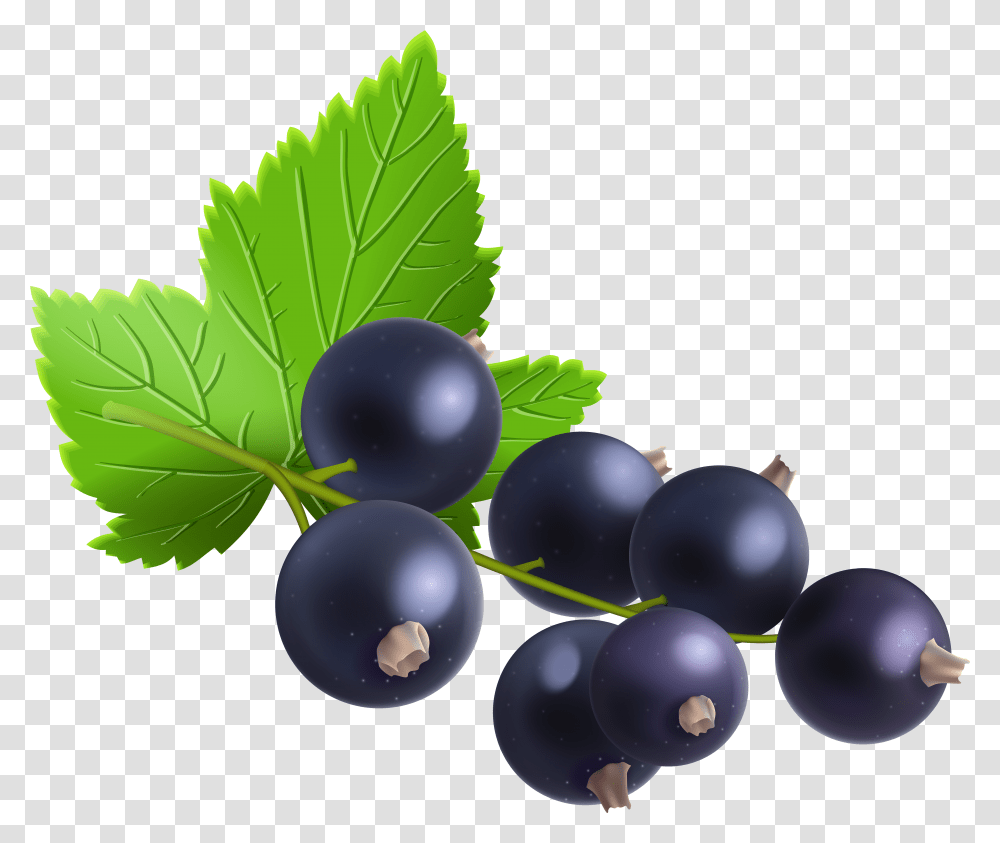Berries Berry Blueberries Free Vector Graphic On Pixabay Blackcurrant Transparent Png