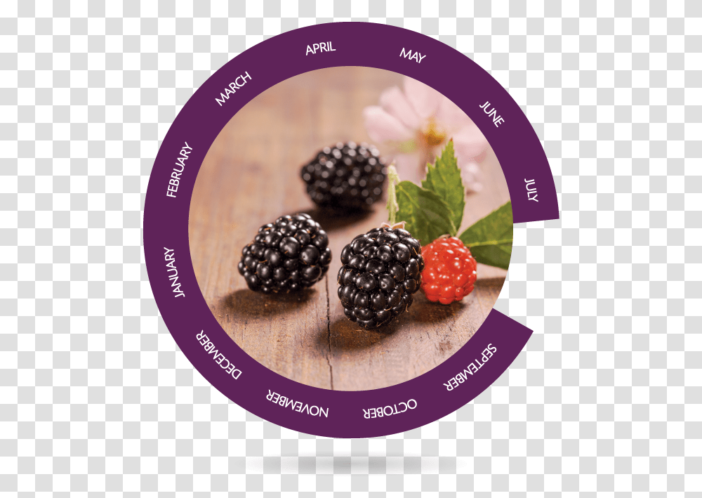 Berries Bionest Agricultura Ecolgica Boysenberry, Raspberry, Fruit, Plant, Food Transparent Png