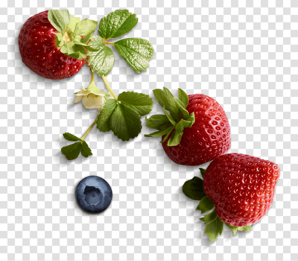 Berries Clipart Fair Trade Driscoll's Berries, Strawberry, Fruit, Plant, Food Transparent Png