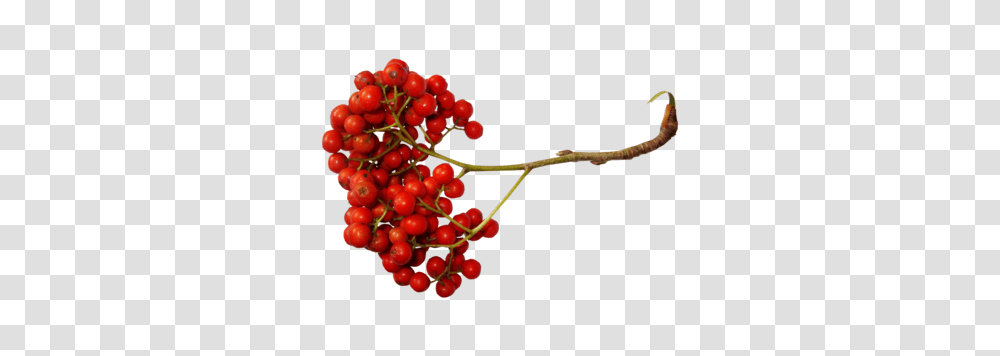 Berries, Plant, Fruit, Food, Cherry Transparent Png