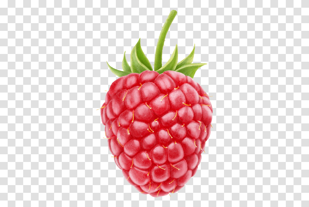 Berry Background Raspberry, Fruit, Plant, Food, Rose Transparent Png