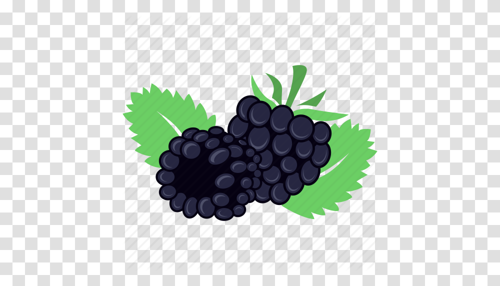 Berry Blackberry Fruit Fruits Icon, Plant, Food, Grapes, Blueberry Transparent Png