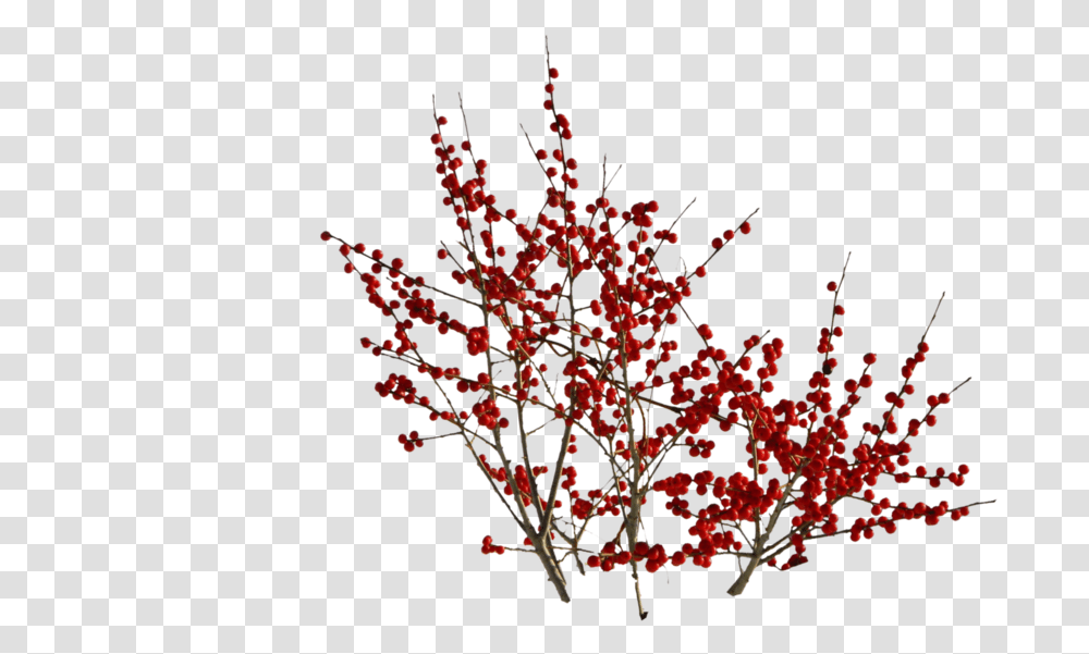 Berry Bush, Plant, Tree, Ornament, Nature Transparent Png