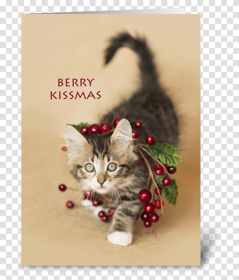 Berry Kissmas Christmas Kitten Greeting Card Kitten, Cat, Pet, Mammal, Animal Transparent Png