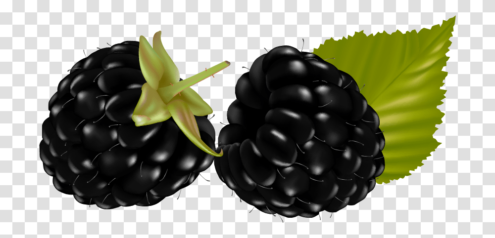 Berry, Plant, Fruit, Food, Grapes Transparent Png