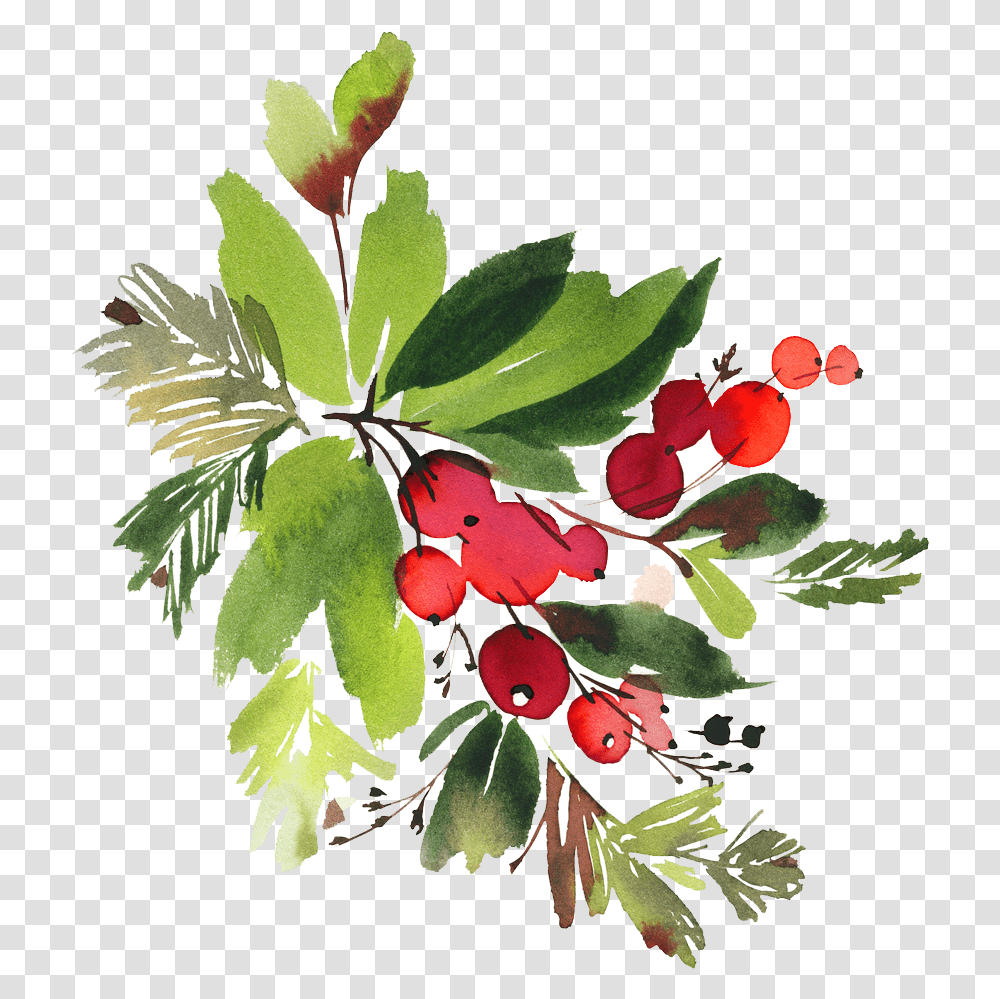 Berry Vector Watercolor Christmas Flower Watercolor, Plant, Leaf, Fruit, Food Transparent Png