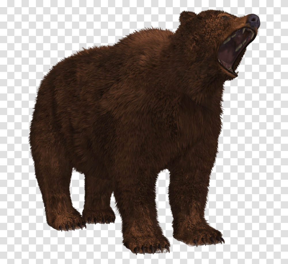 Beruang, Bear, Wildlife, Mammal, Animal Transparent Png
