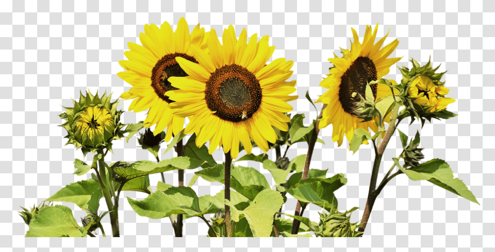 Best 3 Annuals For Windy Spots Blog Sunflowers, Plant, Blossom Transparent Png
