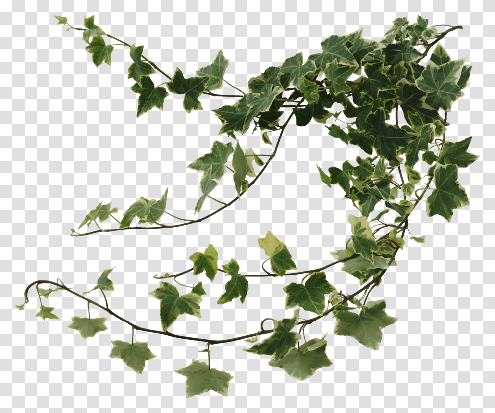 Best Air Purifying Ivy, Plant, Leaf, Vine Transparent Png
