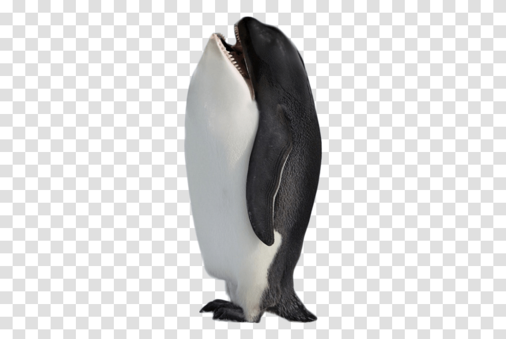 Best Animal Photoshop, Penguin, Bird, King Penguin Transparent Png