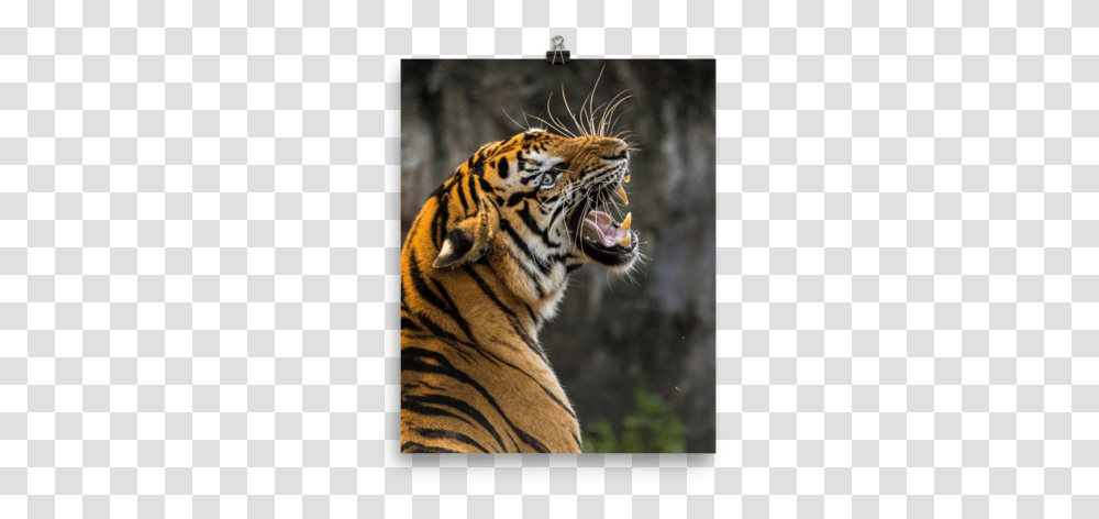 Best Animal Wallpaper For Mobile, Tiger, Wildlife, Mammal, Panther Transparent Png