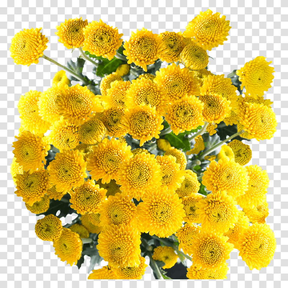 Best Assorted Yellow Chrysanthemum Button Flowers Yellow Button Poms Flowers, Plant, Blossom, Flower Arrangement, Geranium Transparent Png