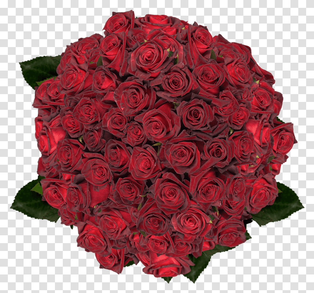 Best Black Roses Day, Plant, Flower, Blossom, Floral Design Transparent Png