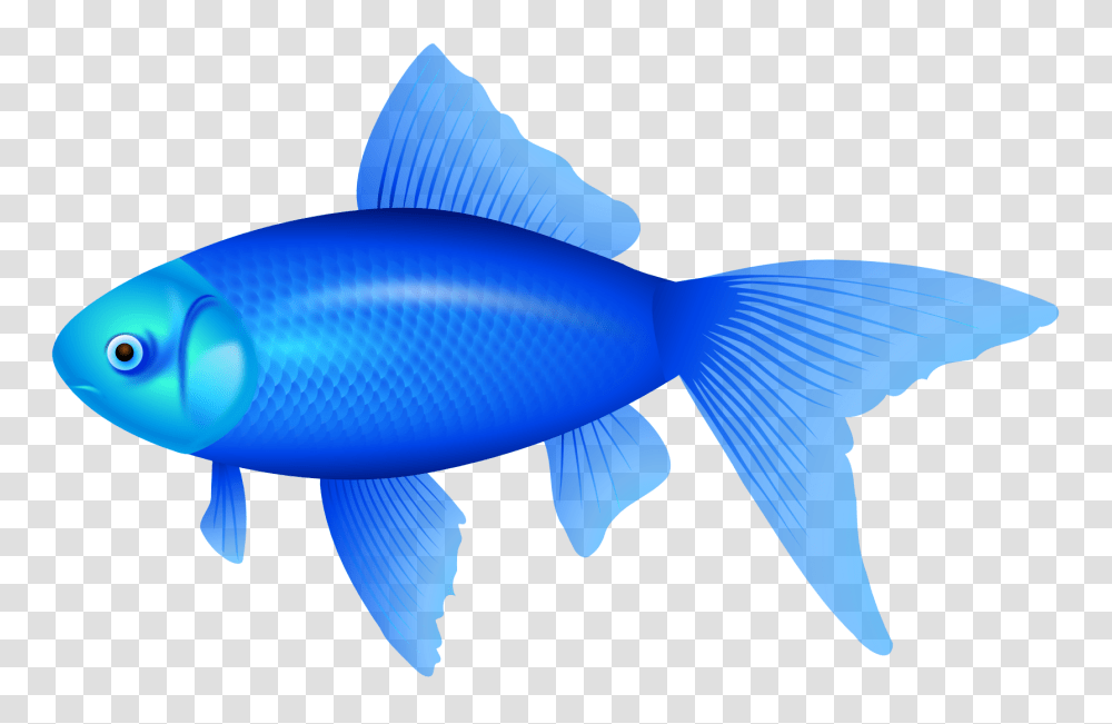 Best Blue Fish Clipart, Animal, Water, Sea Life, Carp Transparent Png