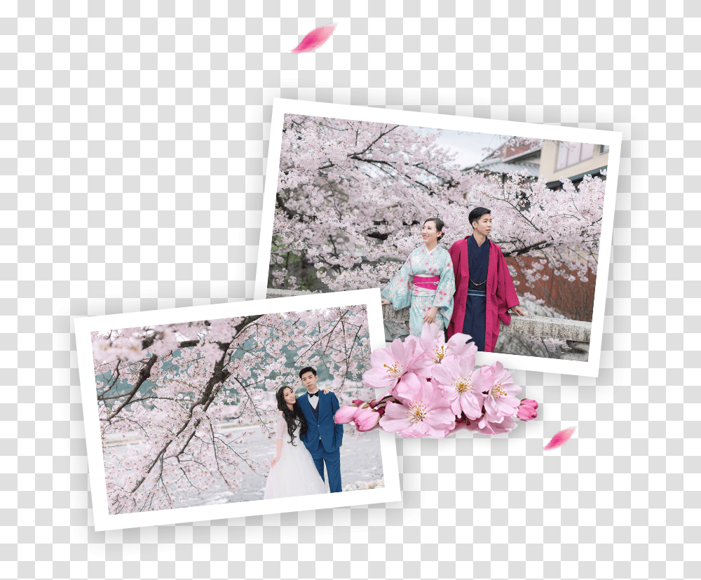 Best Cherry Blossoms Spots In Japan Cherry Blossom, Plant, Person, Flower Transparent Png