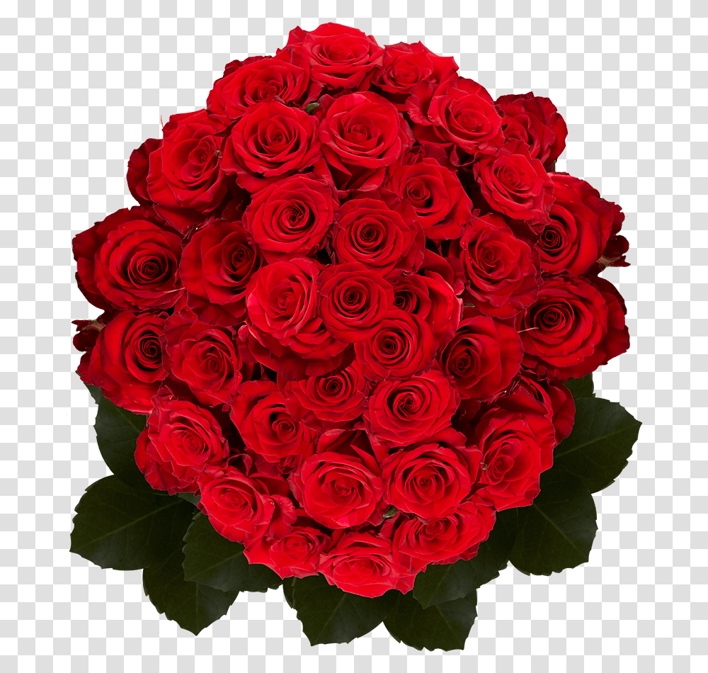 Best Dark Red Roses Floribunda, Plant, Flower, Blossom, Flower Bouquet Transparent Png