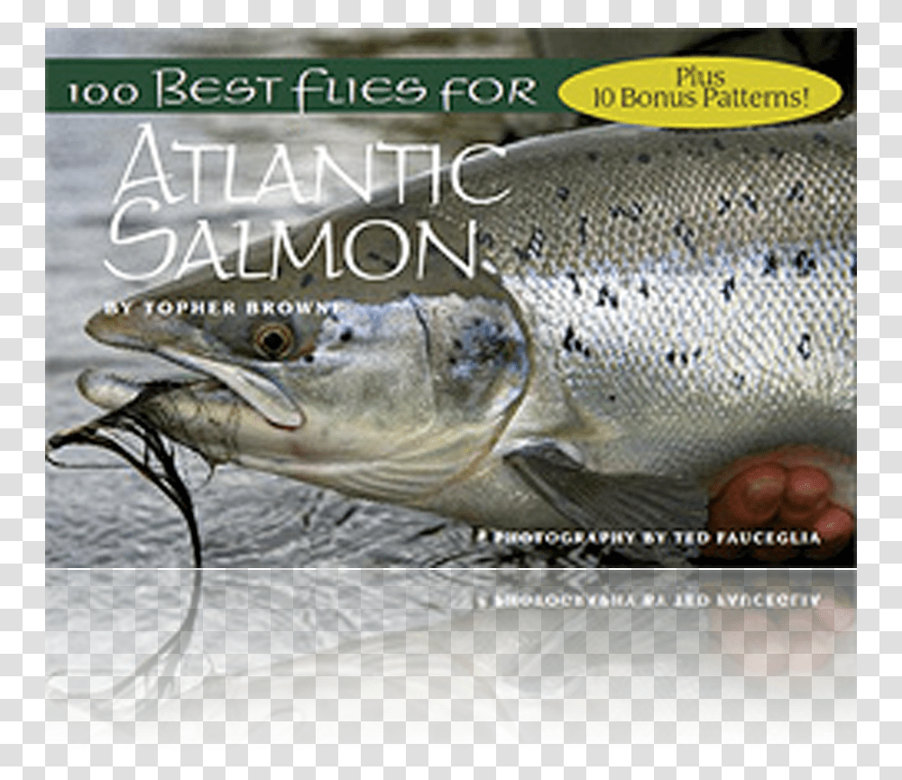 Best Flies For Atlantic Salmon Wild Atlantic Salmon Male Sketch, Coho, Fish, Animal, Trout Transparent Png