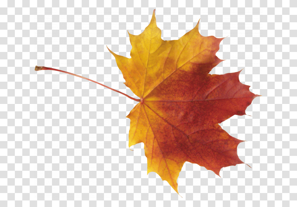 Best Free Autumn Leaves Autumn Leaves, Leaf, Plant, Tree, Maple Transparent Png
