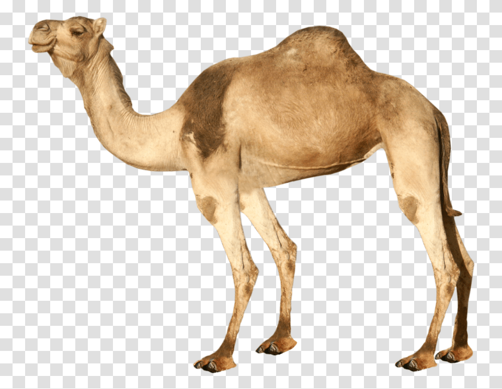 Best Free Camel High Quality Background Camel, Mammal, Animal, Antelope, Wildlife Transparent Png