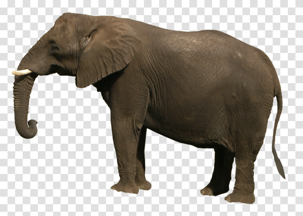 Best Free Elephant Image Elephant Images Hd, Wildlife, Mammal, Animal Transparent Png