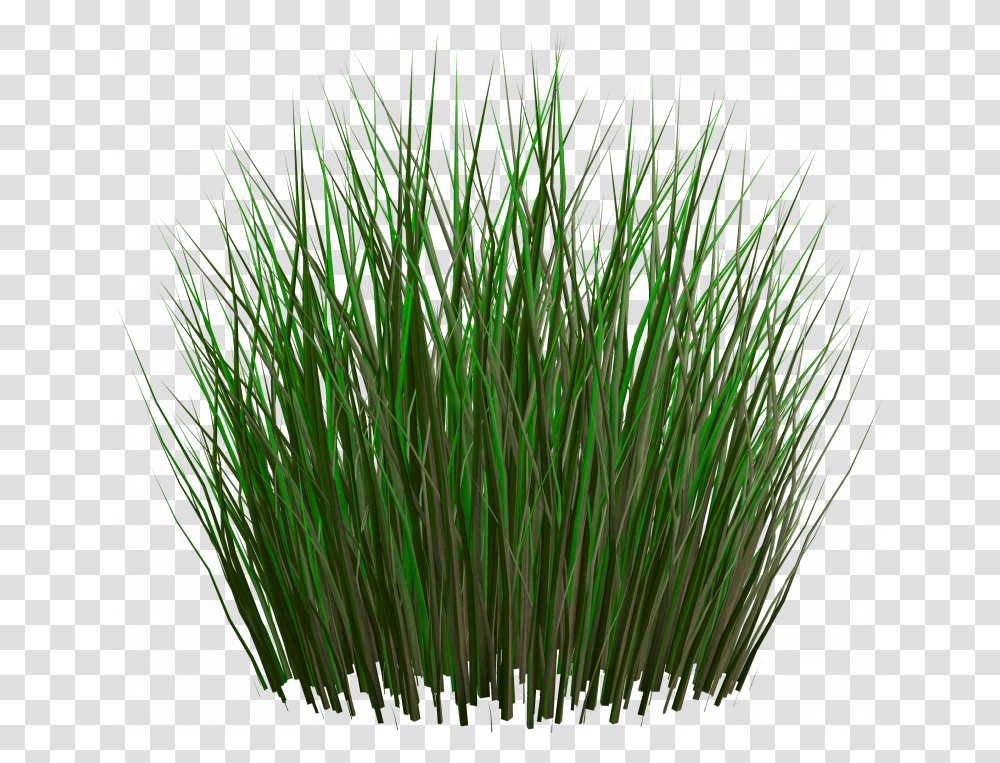 Best Free Grass Image Without Background Grass Plants File, Lawn, Agropyron, Vegetation, Bush Transparent Png