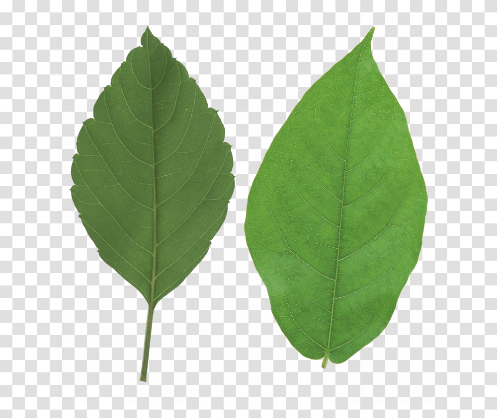 Best Free Green Leaves File, Leaf, Plant, Veins, Pineapple Transparent Png