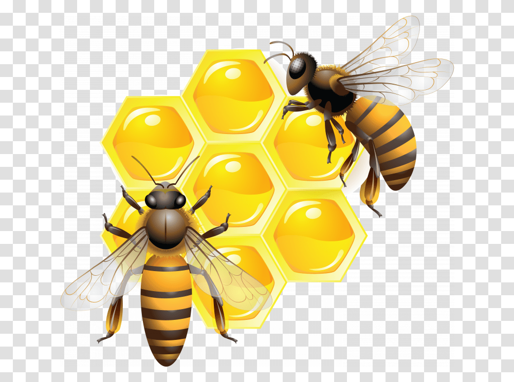 Best Free Honey Image Without Background, Honey Bee, Insect, Invertebrate, Animal Transparent Png