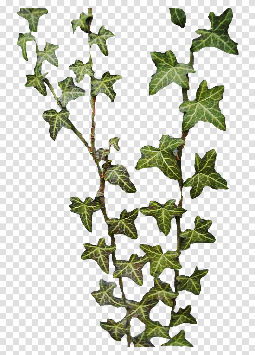 Best Free Ivy Image Hedera, Plant, Leaf Transparent Png