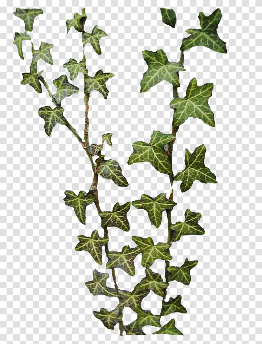 Best Free Ivy Image, Plant, Leaf, Vine, Tree Transparent Png