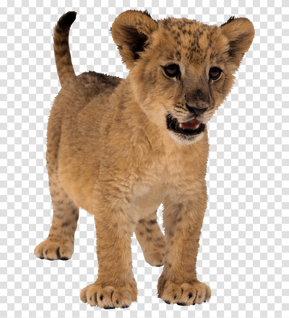 Best Free Lion Icon Small Lion, Wildlife, Mammal, Animal, Cougar Transparent Png