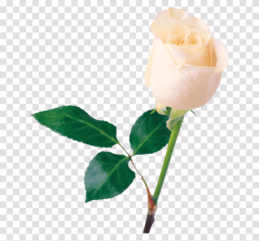 Best Free White Roses Image White Rose, Flower, Plant, Blossom, Petal Transparent Png