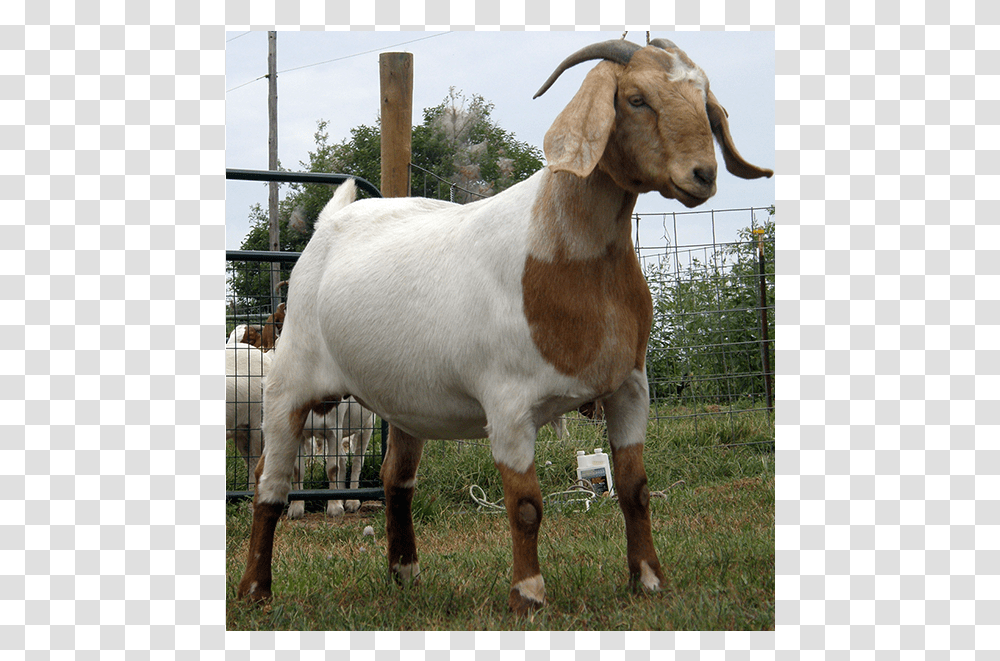 Best Goat, Cow, Cattle, Mammal, Animal Transparent Png