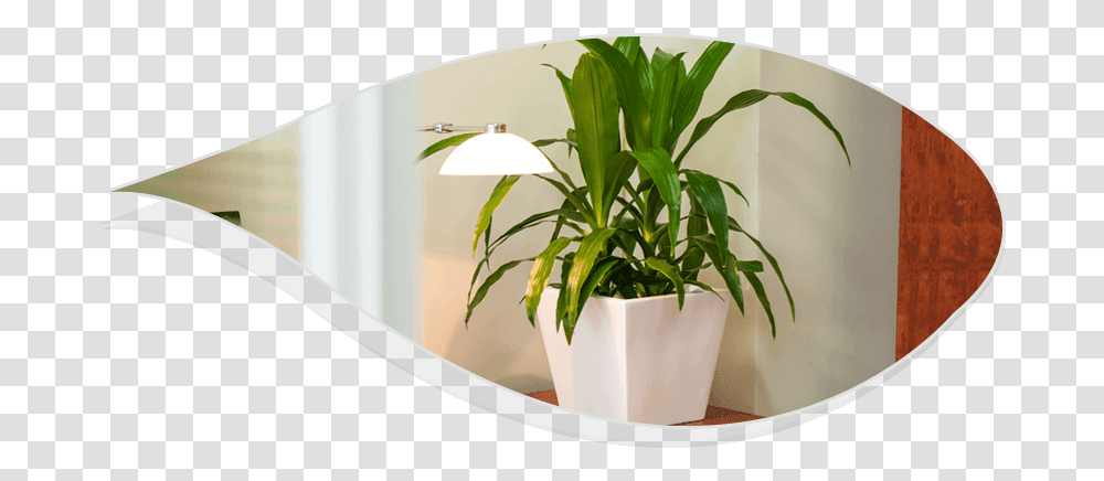 Best Indoor Plants For Office Houseplant, Tabletop, Furniture, Leaf, Pot Transparent Png