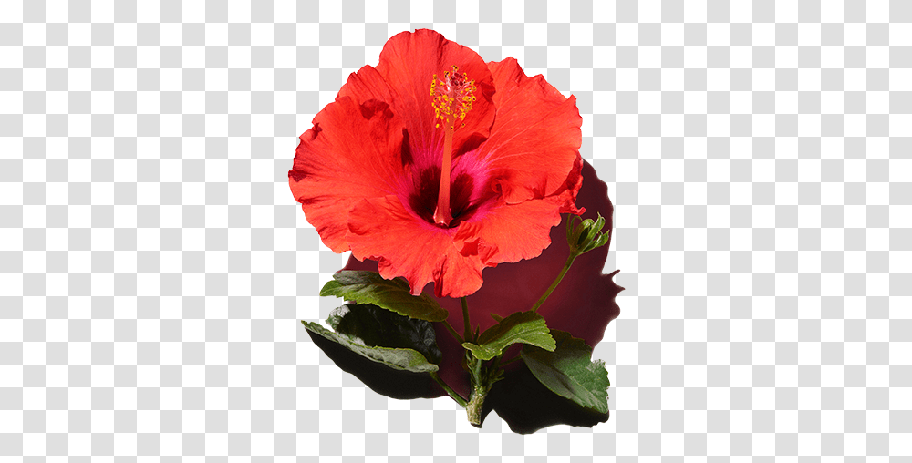Best Ingredients For Hair Hibiscus Extract Hawaiian Hibiscus, Plant, Flower, Blossom, Rose Transparent Png