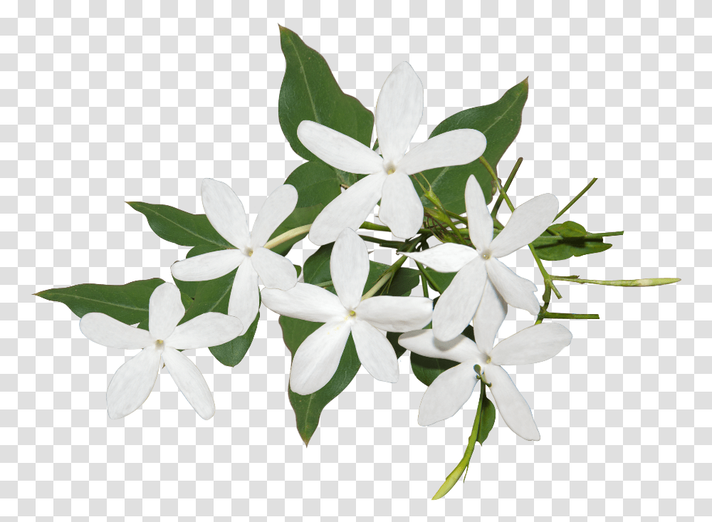 Best Jasmine Flower Ideas Background Jasmine Flower, Plant, Blossom, Petal, Amaryllidaceae Transparent Png