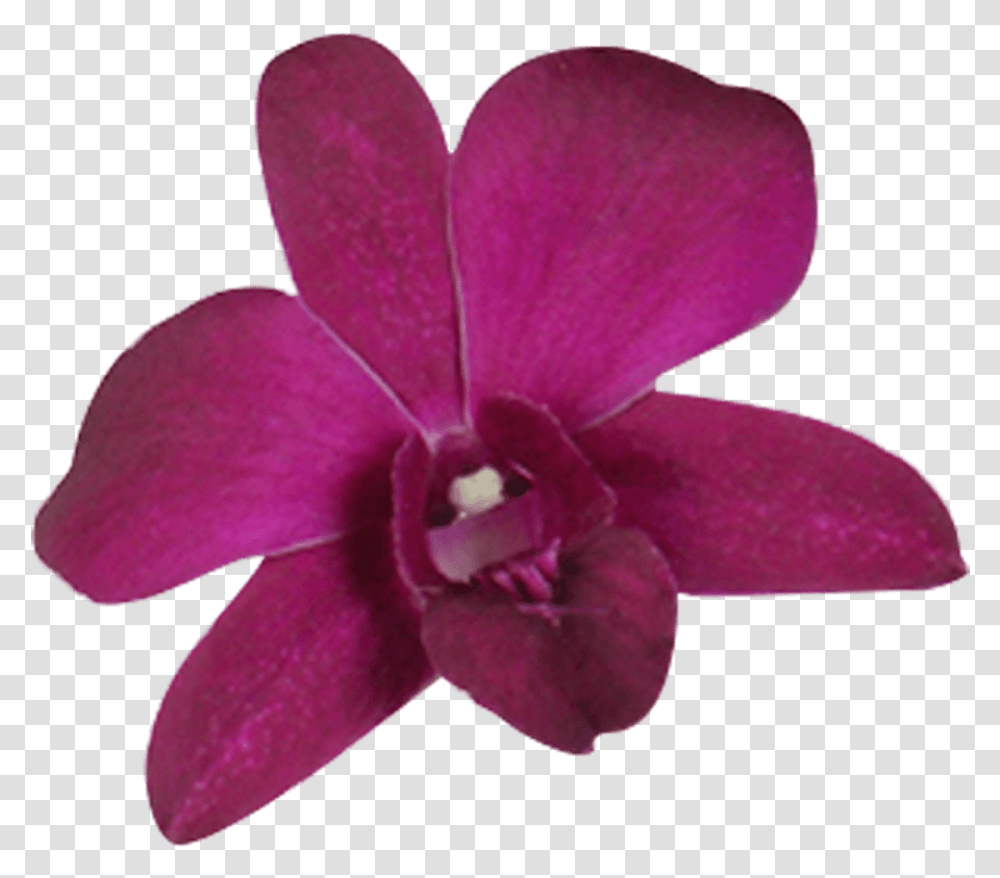 Best Orchid Flowers Dark Purple Orchids Fresh Flowers Cooktown Orchid, Plant, Blossom, Petal Transparent Png
