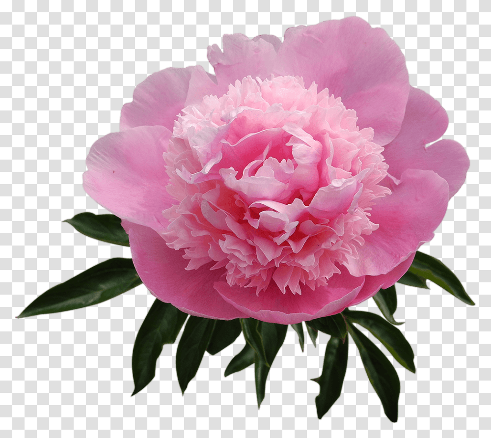 Best Peony Common Peony, Plant, Rose, Flower, Blossom Transparent Png