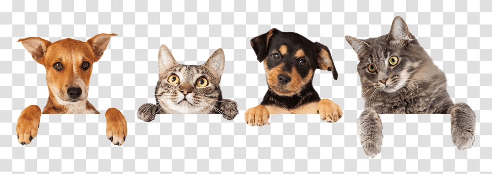 Best Pets Veterinary Hospital Is Your Veterinarian Welcome Dogs And Cats, Animal, Mammal, Canine, Puppy Transparent Png