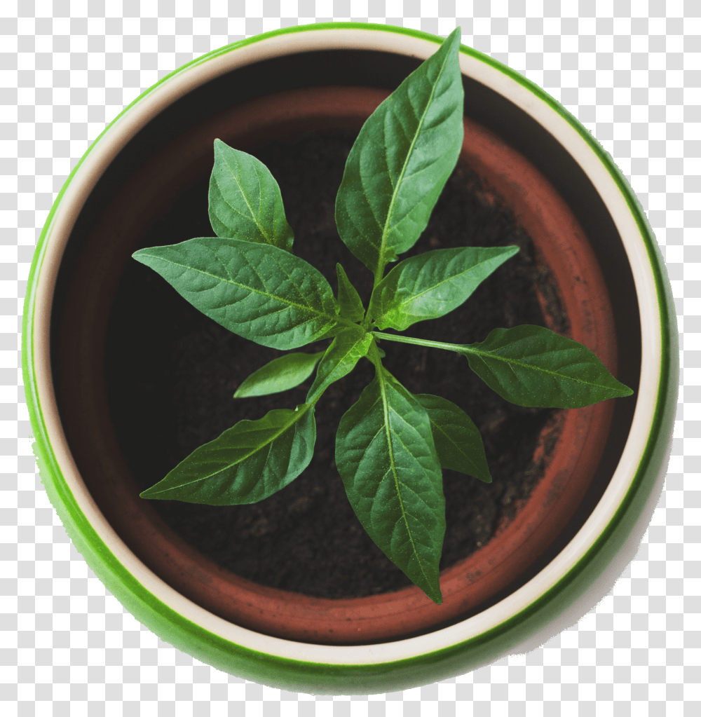 Best Plants Plant Top View, Vase, Jar, Pottery, Potted Plant Transparent Png
