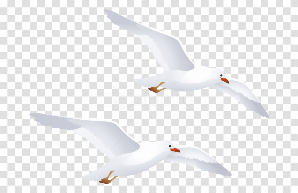 Best Seagulls Seagull Clip Art, Bird, Animal, Flying, Waterfowl Transparent Png