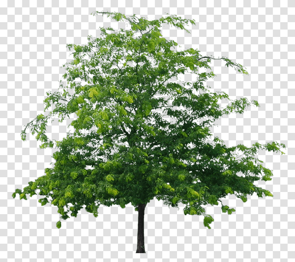 Best Tree Clipart Format Flower Tree, Plant, Oak, Vegetation, Sycamore Transparent Png